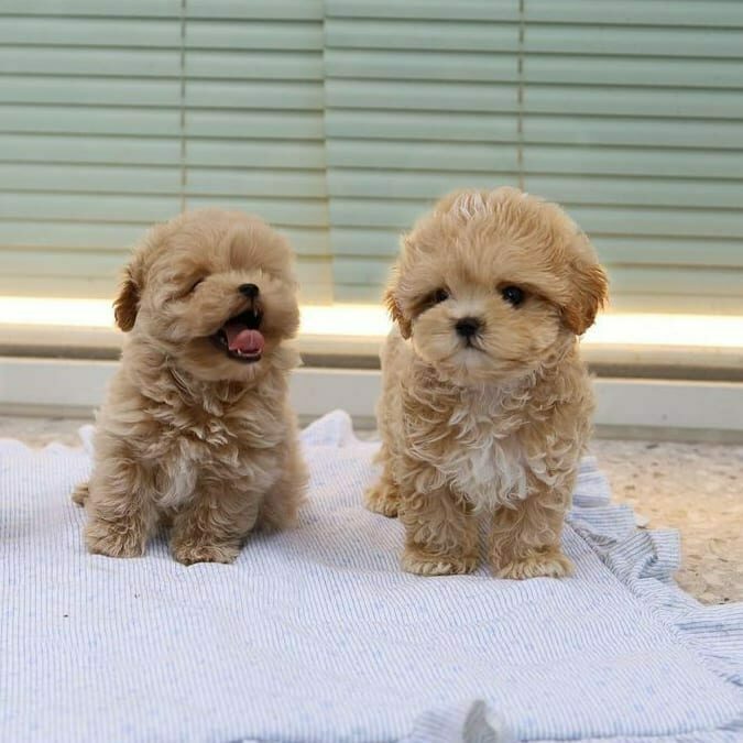 two maltese dogs standing