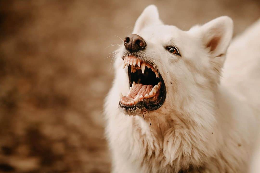 white dog barking