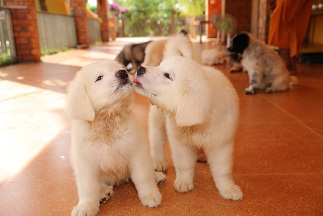 Why Do Dogs Lick Other Dogs' Ears? Here Are The Answers