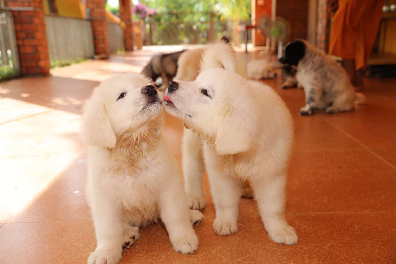 white dog licking other dog face