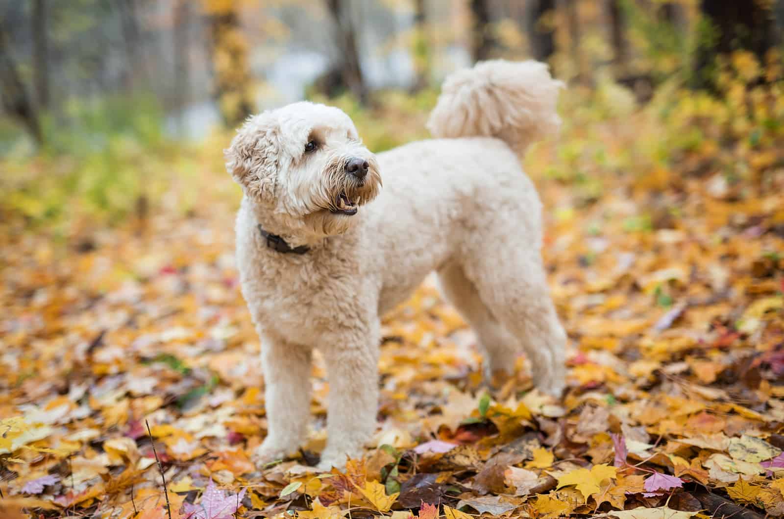 white dog standing in woods