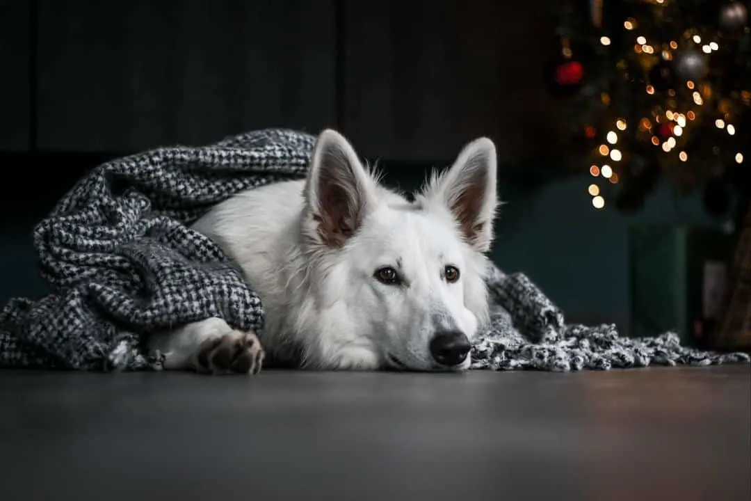 white dog under a blanket