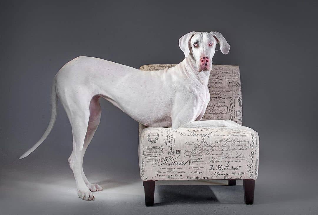 white great dane