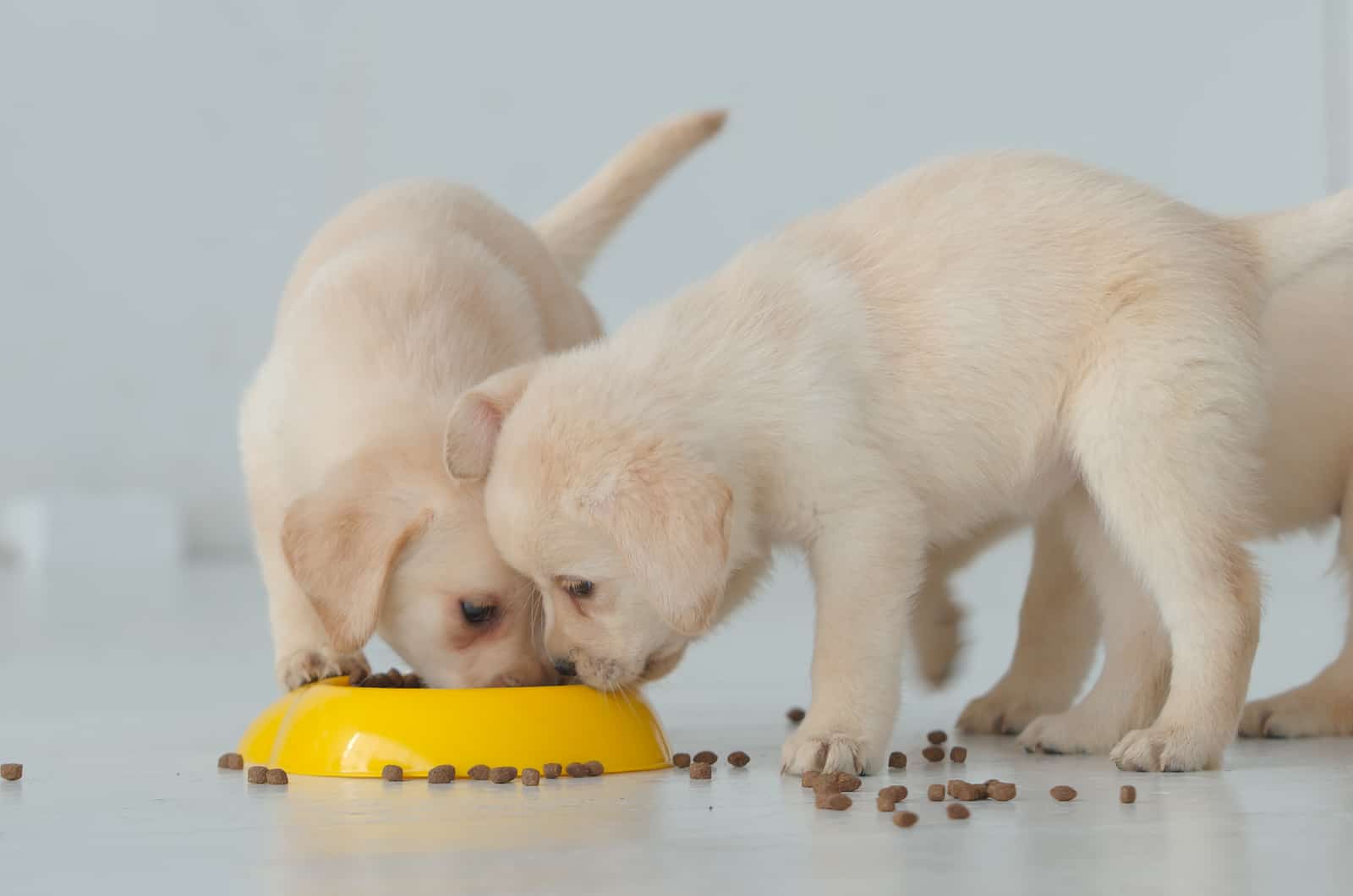 white puppy eating food from bowl