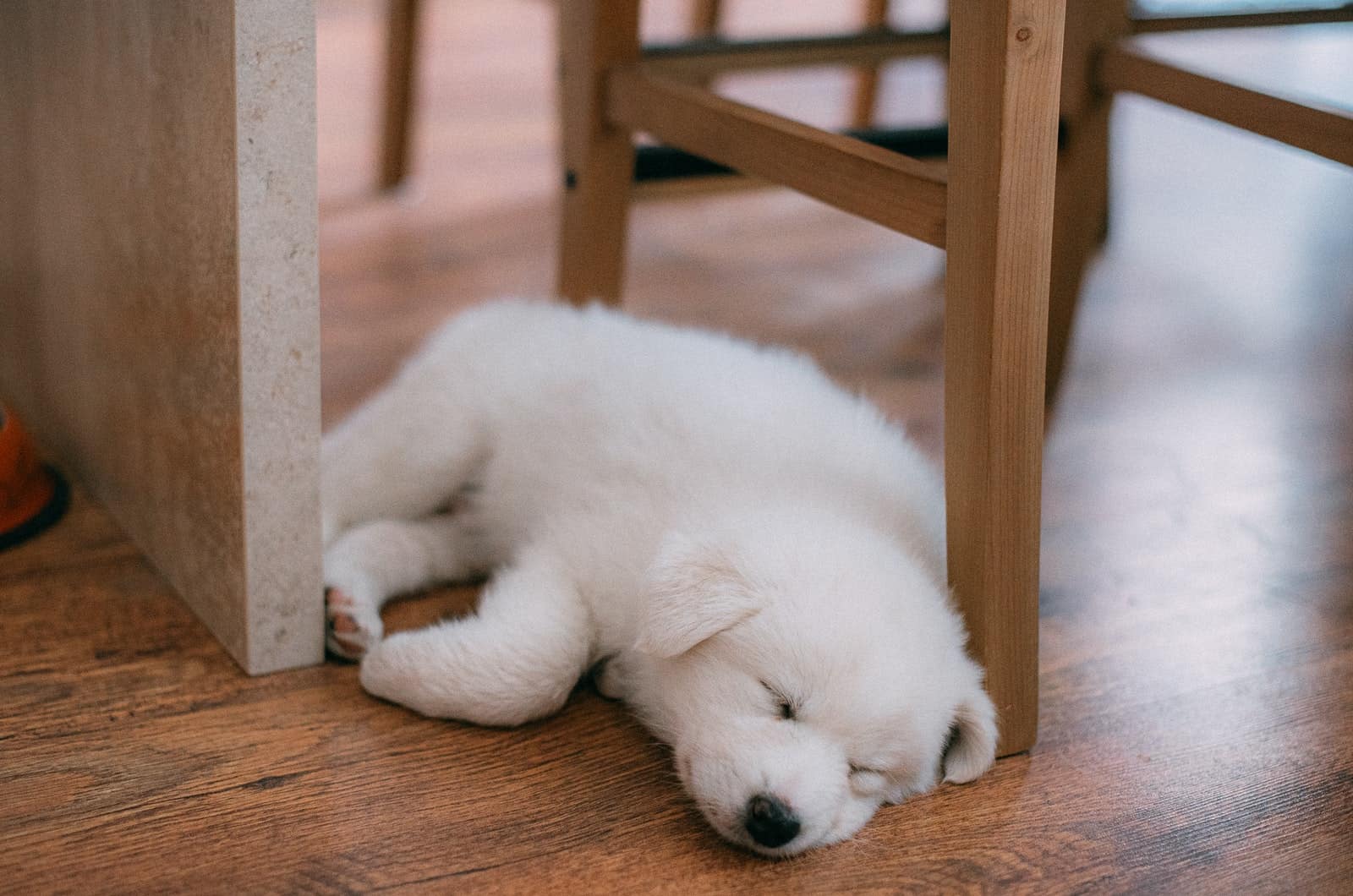 white puppy sleeping on floor