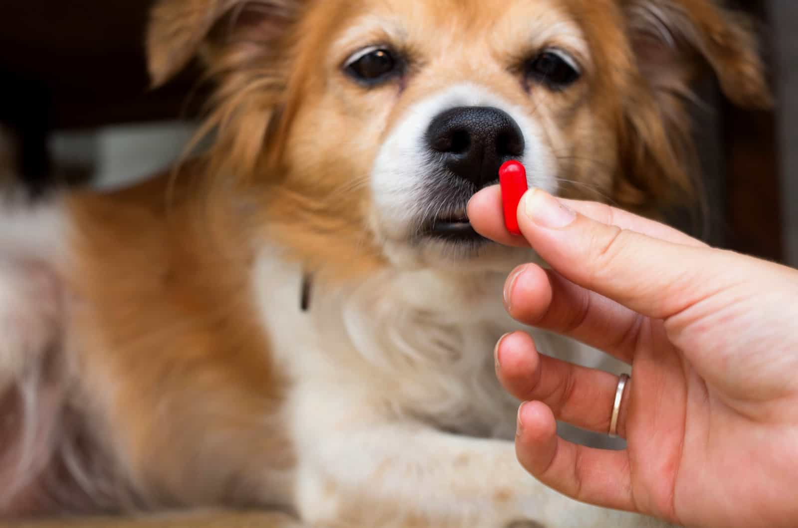 woman giving her dog medicine