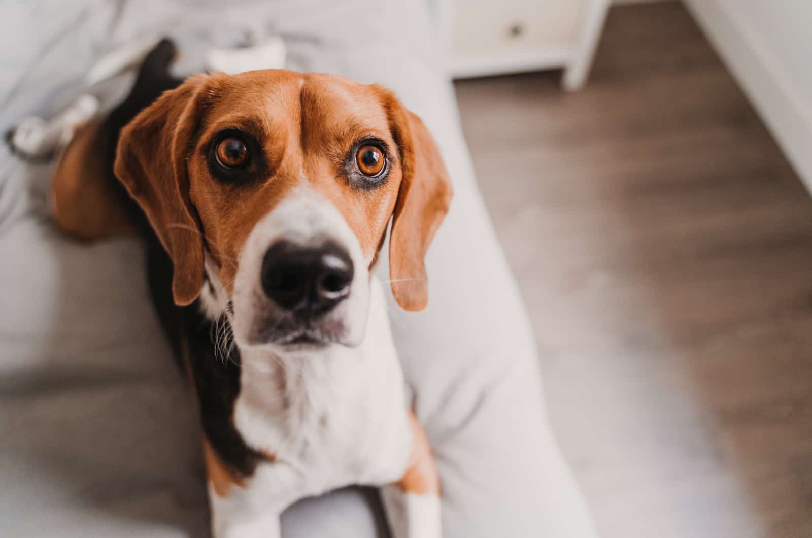 worried dog looking at camera