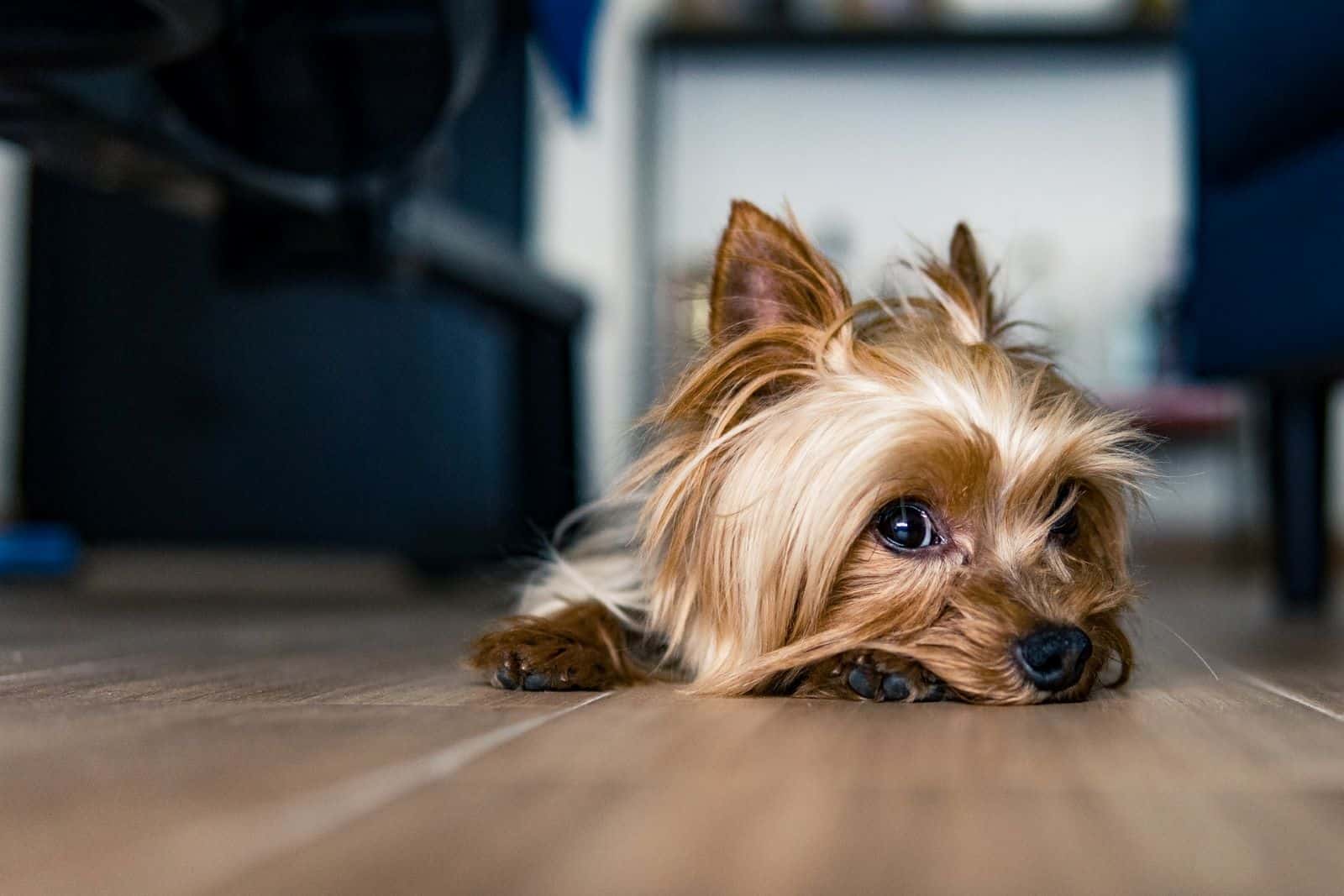 yorkie lying on the floor