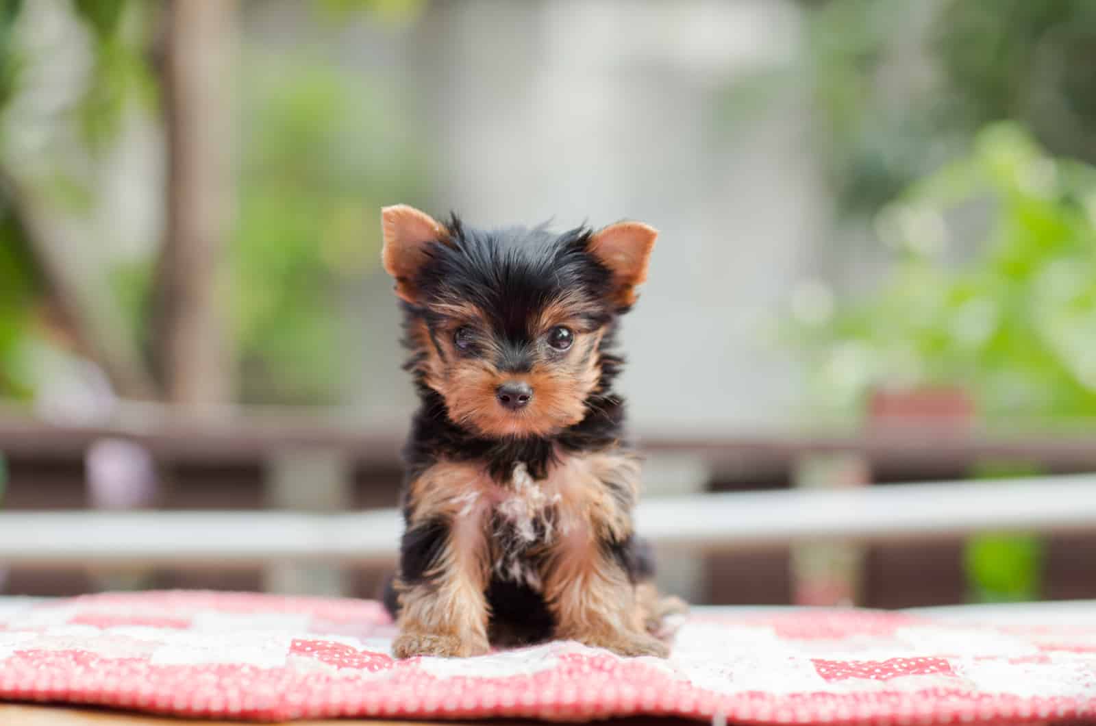 yorkie puppy