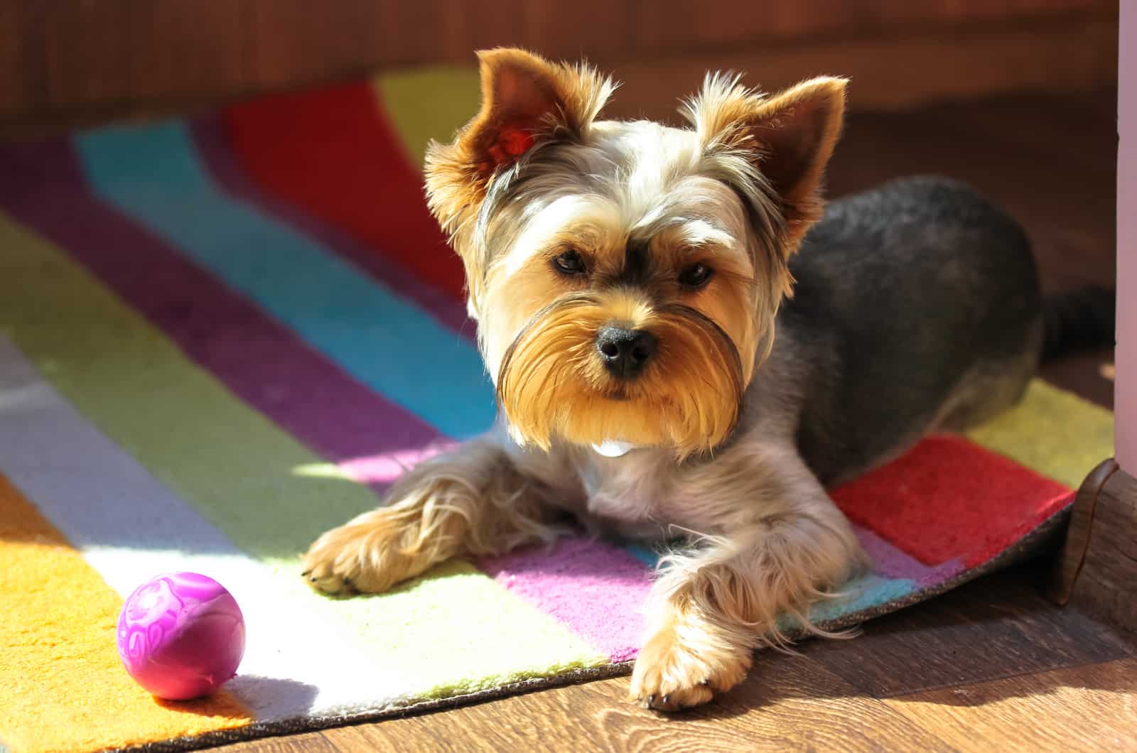 yorkie puppy