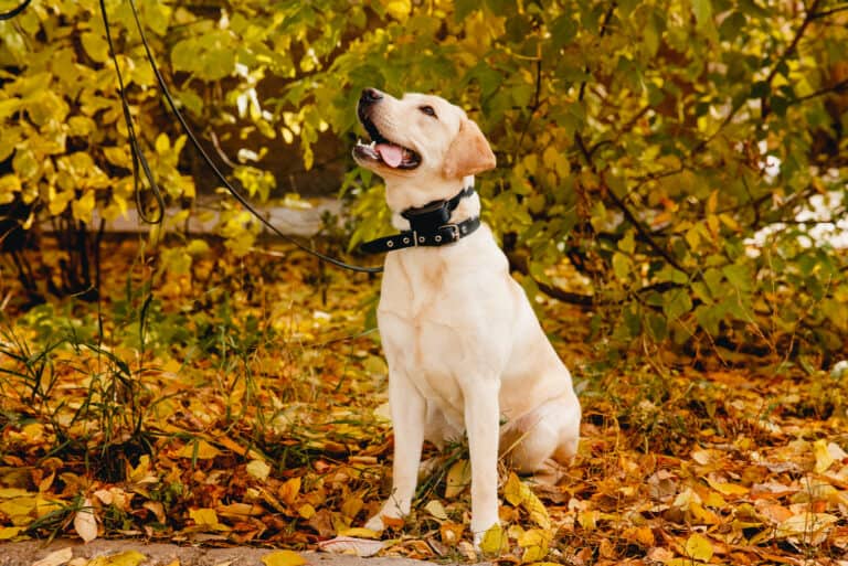 dog wearing a shock collar