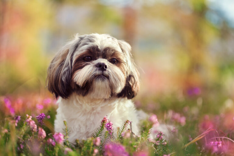 Shih Tzu standing outside in flowers