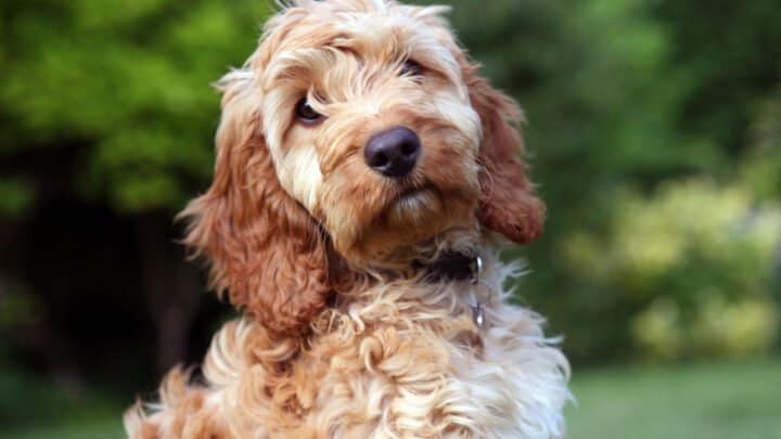 23 Best Cockapoo Breeders In The U.S. – Where To Buy A Cockapoo Puppy