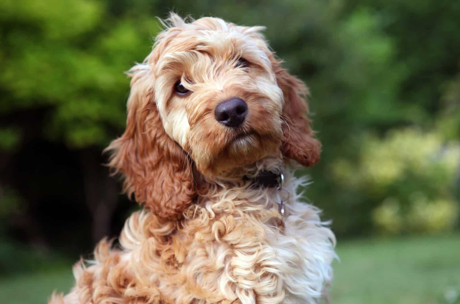 Cockapoo standing outside looking at camera