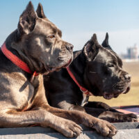 two cane corso dogs wearing collars