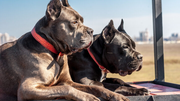 4 Top Cane Corso Breeders In Florida: Which One To Choose?