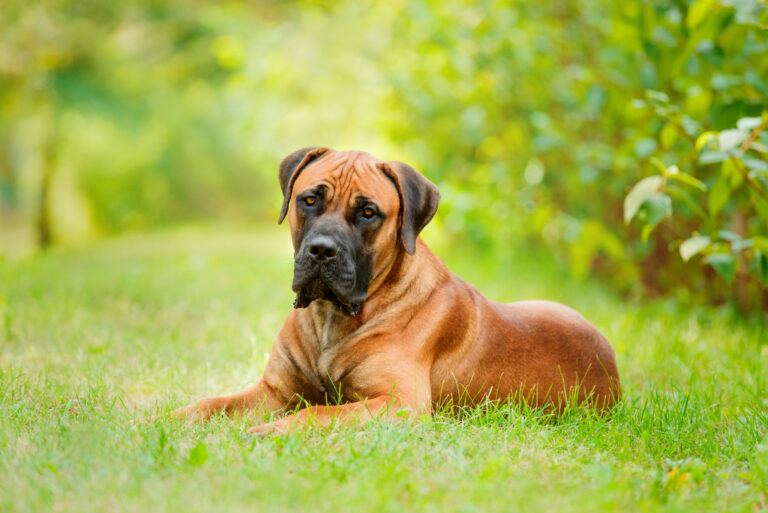 Boerboel sitting on grass looking at camera
