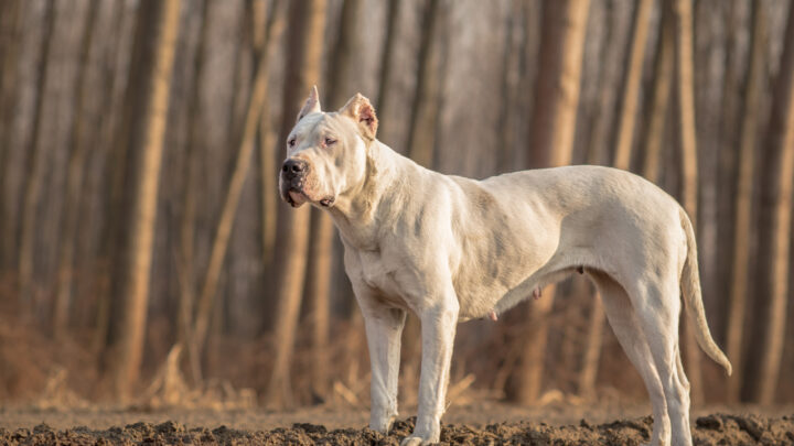 5+ Best Dogo Argentino Breeders In The United States