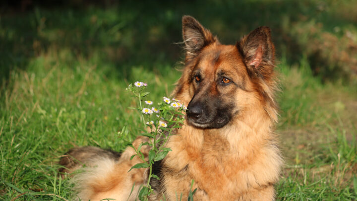 5 Best German Shepherd Breeders In Wisconsin 5 Best German Shepherd Breeders In Wisconsin