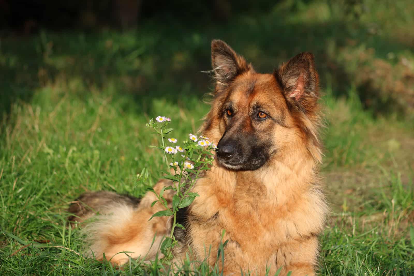 beautiful german shepherd dog sitting in the grass with flower plants