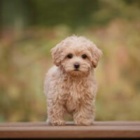 maltipoo standing on deck outside