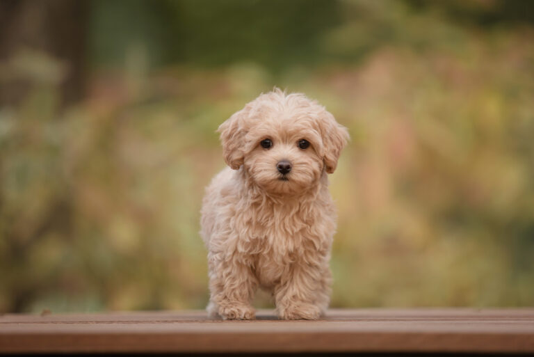 maltipoo standing on deck outside