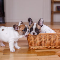 two french bulldog puppies biting wooden basket
