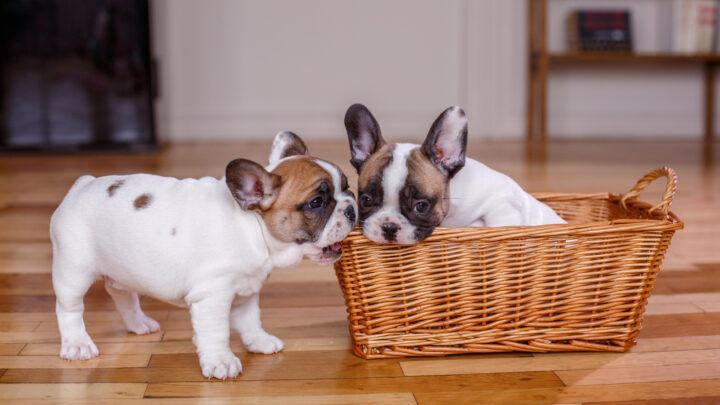 5 French Bulldog Breeders In Maine – Find Frenchie Puppies For Sale