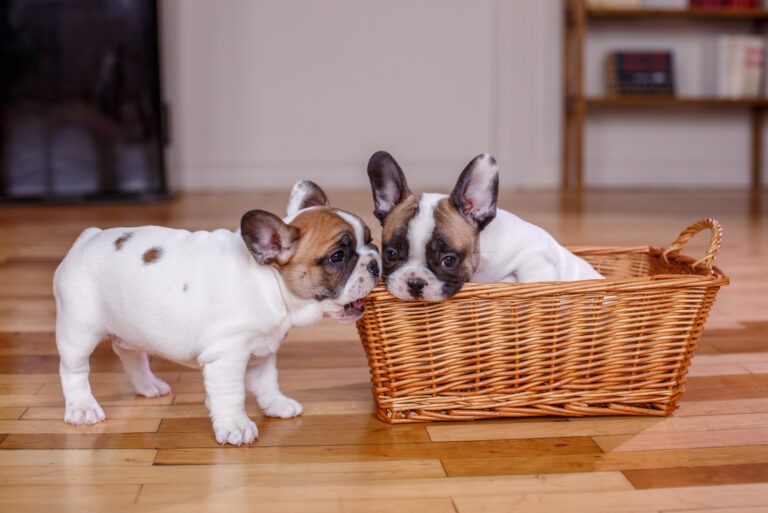 two french bulldog puppies biting wooden basket