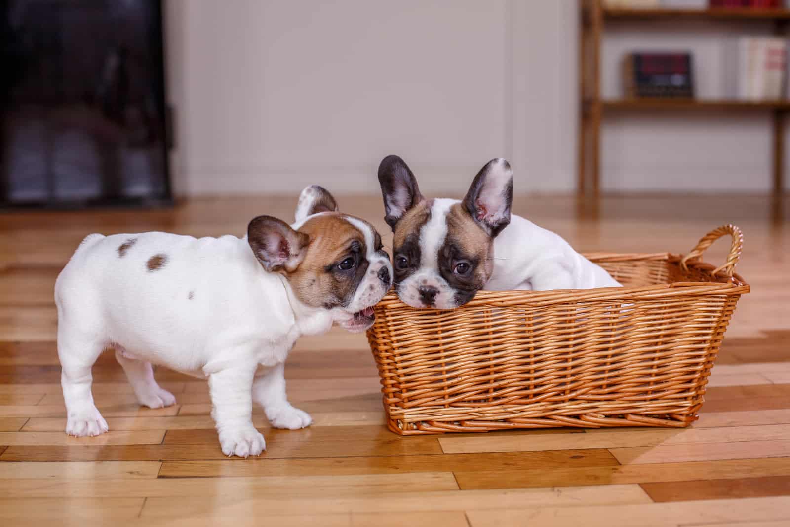 5 French Bulldog Breeders In Maine: Places To Find Frenchies