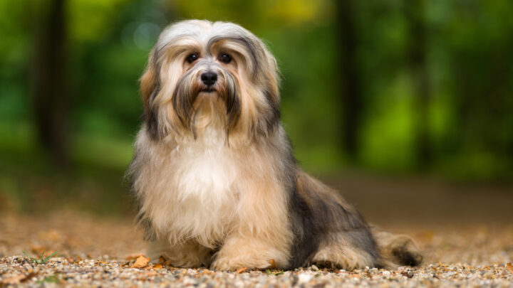 5 Havanese Breeders In Ohio: Best Places To Find A Furry Friend!
