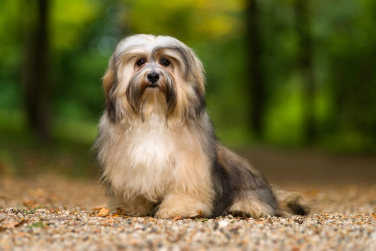 havanese dog in nature