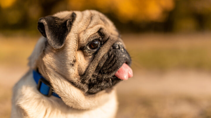5 Of the Best Reputable Pug Breeders In Maine