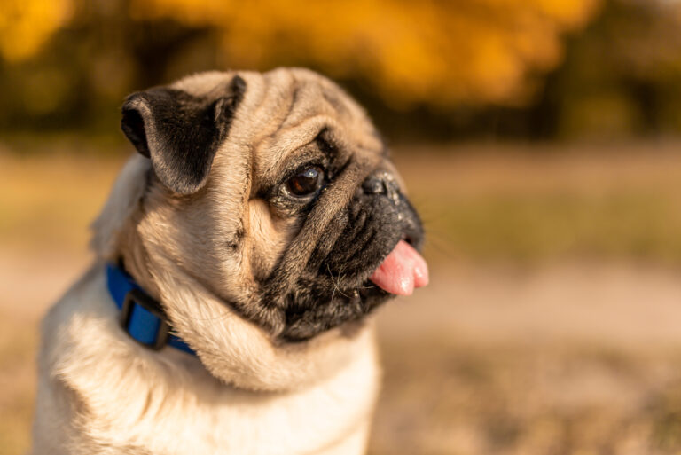 pug standing in sunlight