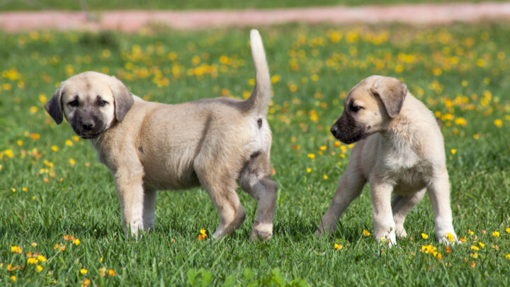 5 Top Kangal Breeders: Sivas Kangal Breeders In The U.S.
