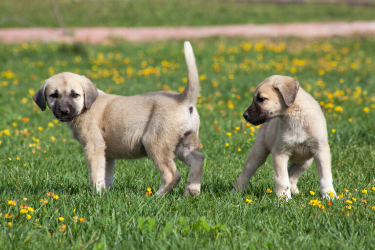 kangal anatolian shepherd puppies