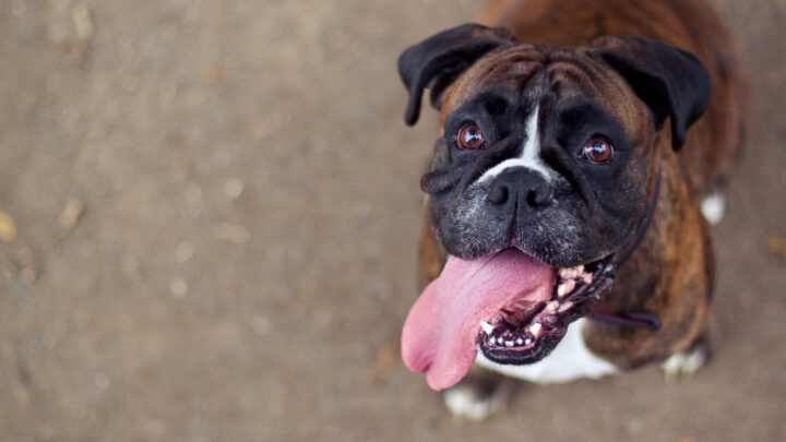 7 Best Boxer Breeders In Maine