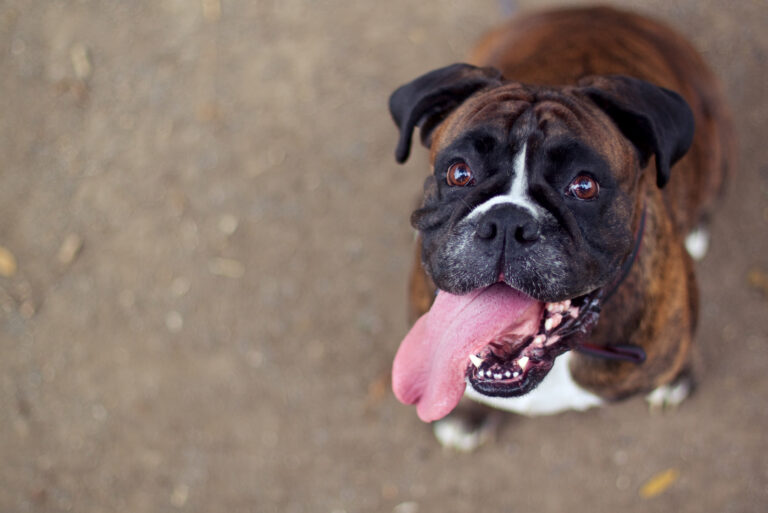 boxer dog sticking its tongue out