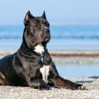 Cane Corso sitting on beach