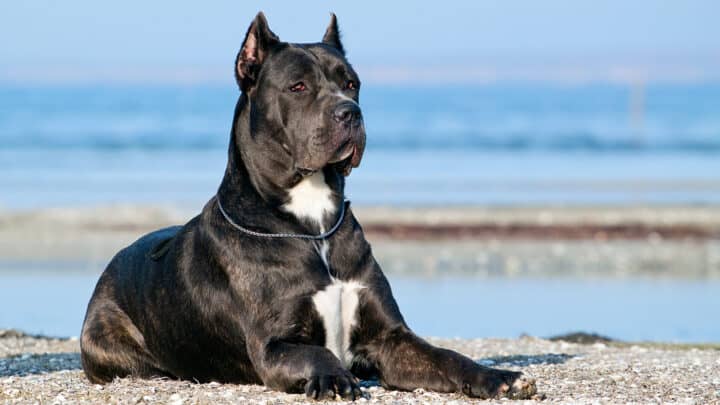 7 Cane Corso Breeders In Texas: Only The Best Ones For You