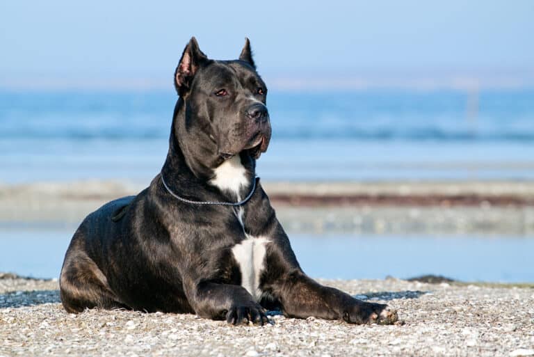 Cane Corso sitting on beach