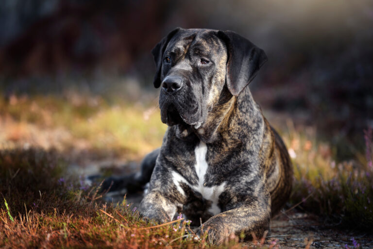 presa canario sitting on grass