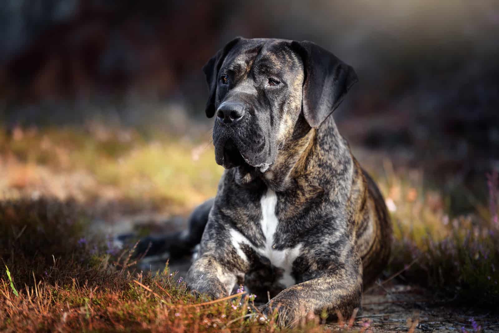 8 Best Presa Canario Breeders In The U.S.