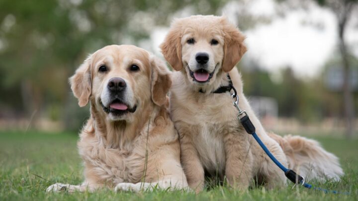 Top 7 Golden Retriever Breeders In New York