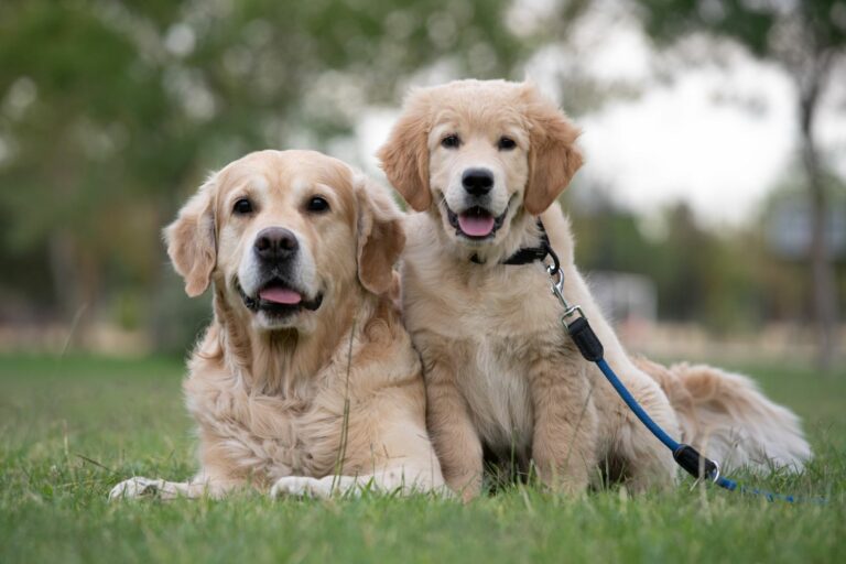 golden retriever and its puppy