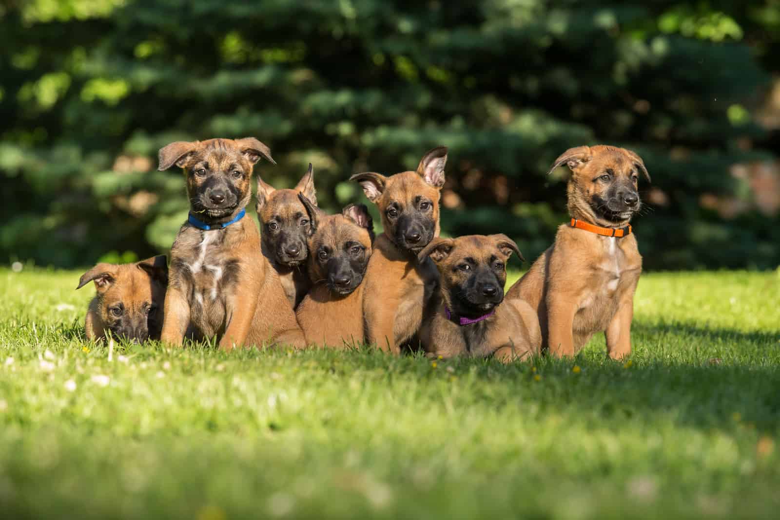 Belgian Malinois puppies sitting on grass