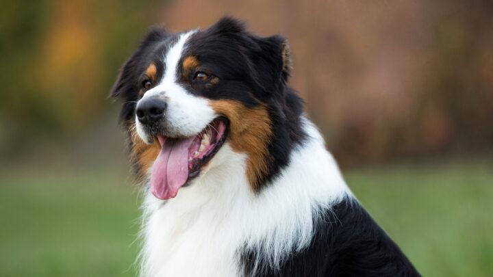 Black Australian Shepherd: Dog Breed Information And Facts