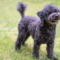 black toy poodle standing on grass