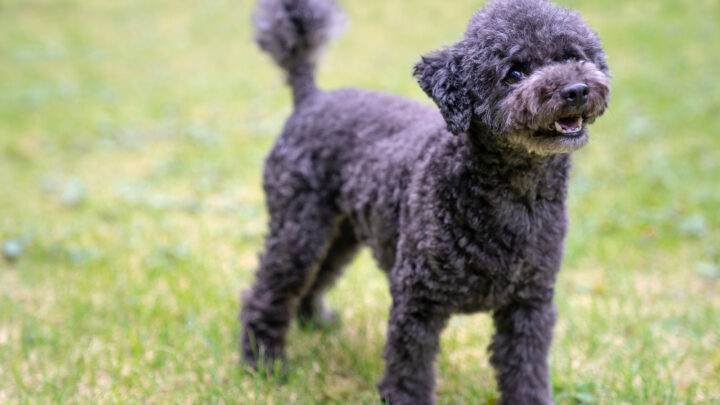 Black Toy Poodle: An Honest Guide To The Tiny Teddy Bear Dog