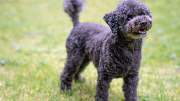 Black Toy Poodle: An Honest Guide To The Tiny Teddy Bear Dog
